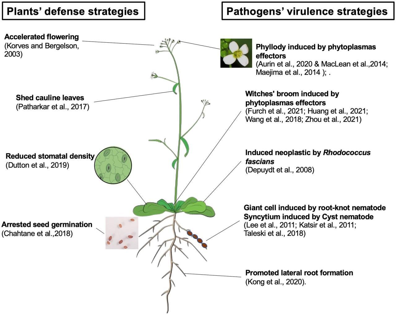 Prevention and Treatment of Viral Infections | Biology I